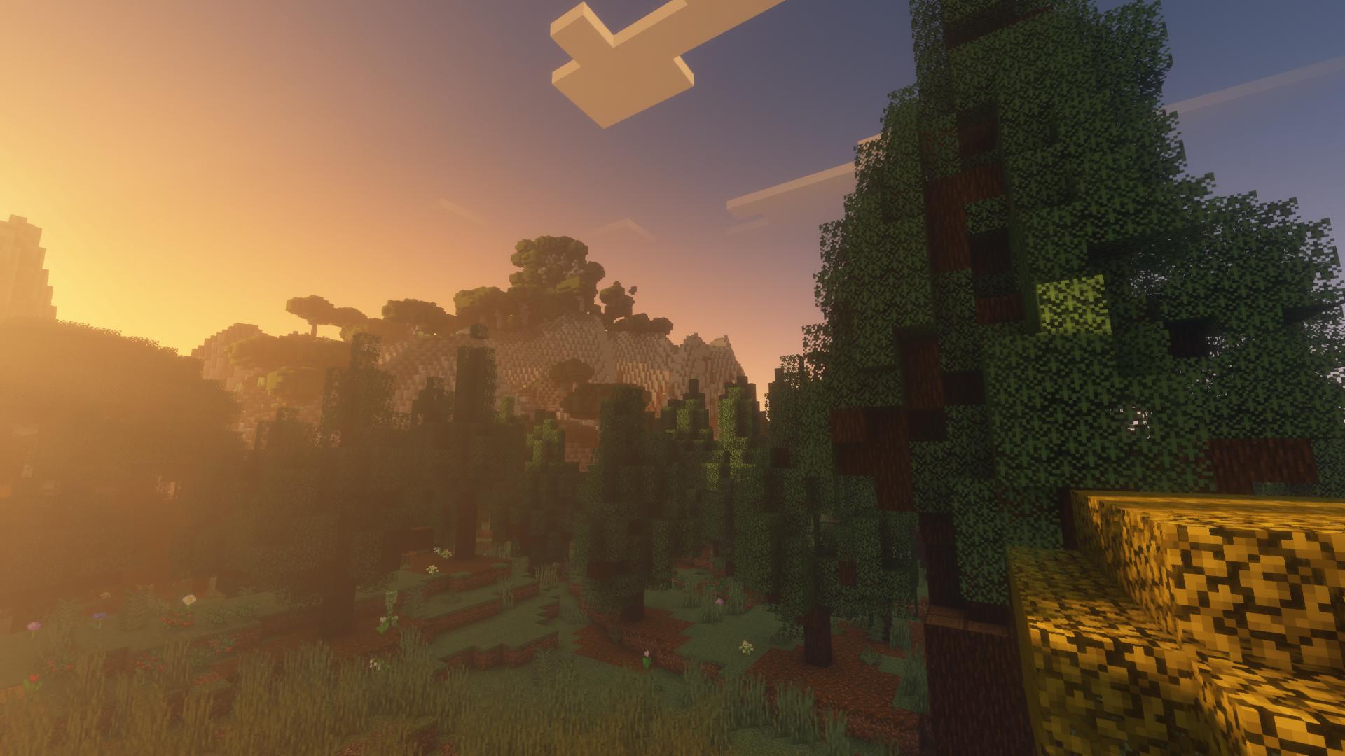 Bosque al amanecer